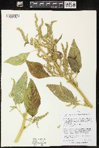 Amaranthus tuberculatus image