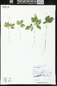 Anemone quinquefolia image