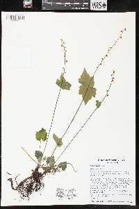 Mitella diphylla image