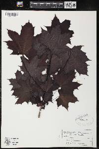 Acer platanoides subsp. platanoides image