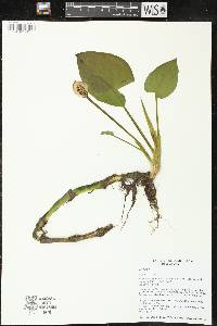 Calla palustris image