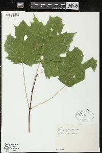 Acer saccharum var. saccharum image