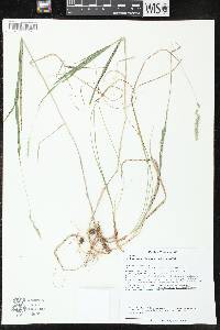 Muhlenbergia glomerata image