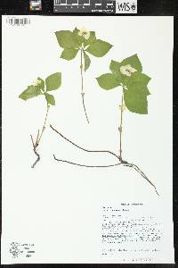 Cornus canadensis image