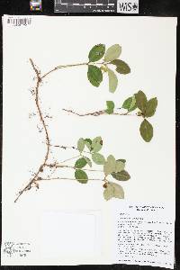 Gaultheria procumbens image