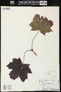 Acer platanoides image