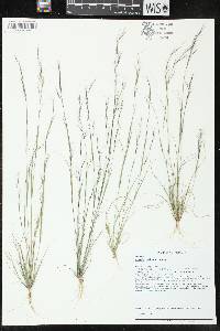 Aristida basiramea image