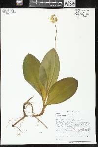 Clintonia borealis image