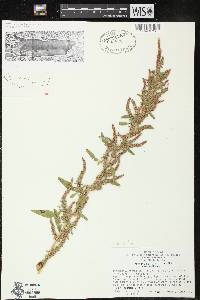 Amaranthus tuberculatus image