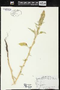 Amaranthus retroflexus image