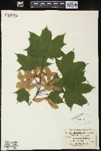 Acer platanoides image