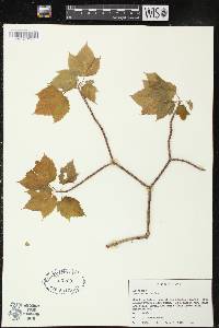 Acer spicatum image