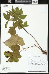 Rubus flagellaris image