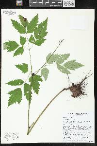 Actaea rubra image