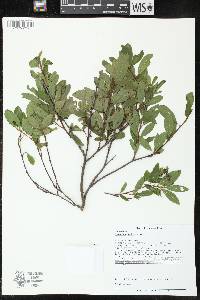 Ceanothus herbaceus image