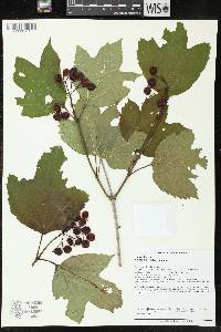 Viburnum trilobum image