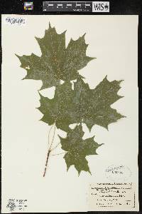 Acer platanoides image