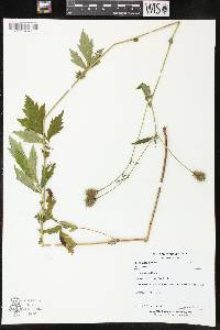 Geum aleppicum image