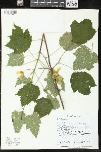 Acer spicatum image