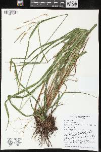 Carex gynandra image