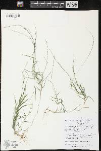 Muhlenbergia schreberi image