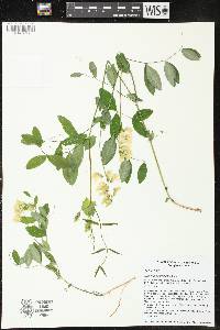 Lathyrus ochroleucus image