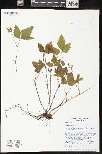 Rubus pubescens image