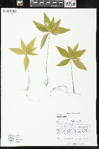 Trientalis borealis image