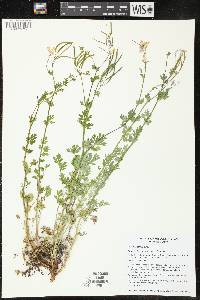 Capnoides sempervirens image