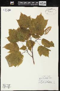 Acer spicatum image