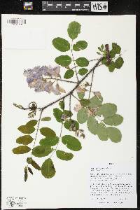 Robinia hispida image