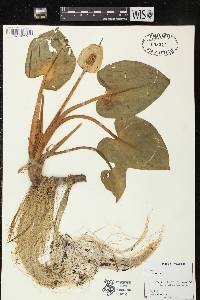 Calla palustris image