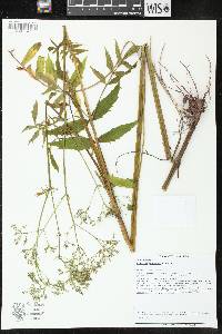 Valeriana officinalis image