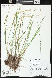 Oryzopsis asperifolia image