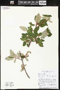 Shepherdia canadensis image