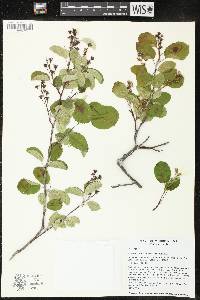 Amelanchier sanguinea image