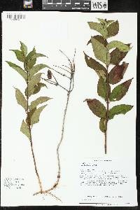 Diervilla lonicera image