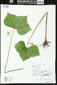 Trillium cernuum image