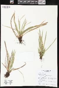 Carex backii image