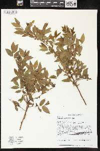 Vaccinium angustifolium image