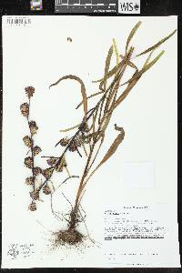 Liatris aspera image