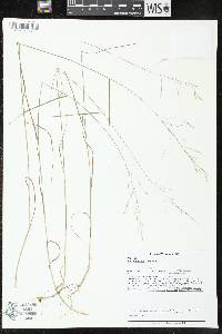 Poa nemoralis image