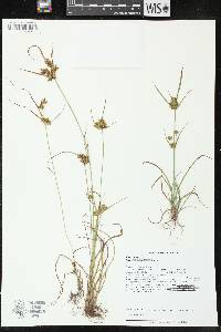 Cyperus houghtonii image