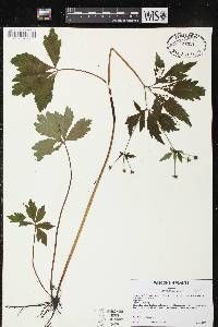 Sanicula odorata image