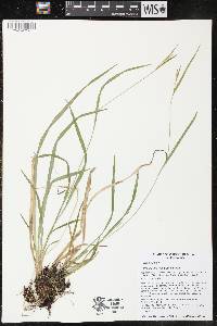 Carex leptonervia image