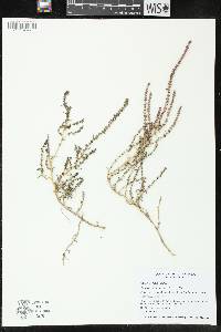 Suaeda calceoliformis image