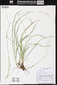 Carex vaginata image