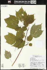 Acer spicatum image