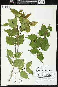 Viburnum rafinesqueanum image