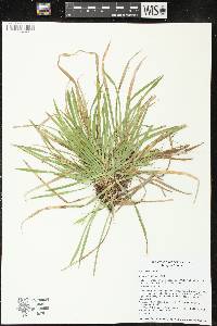 Carex backii image